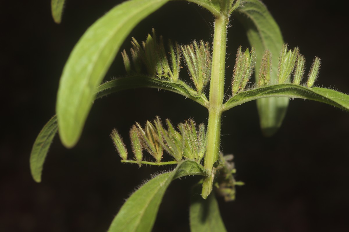 Andrographis echioides (L.) Nees